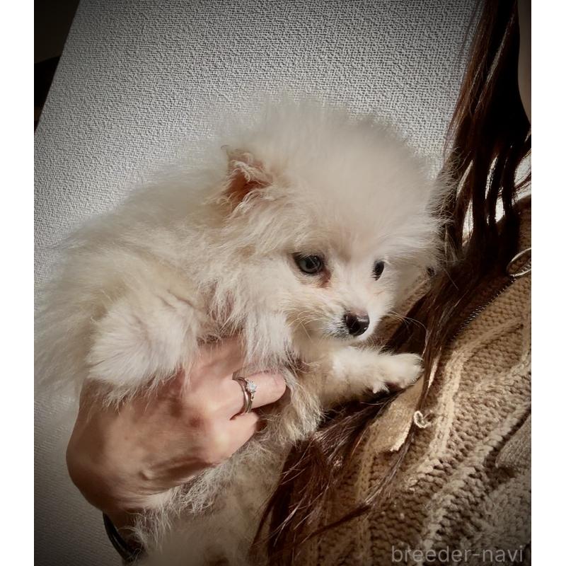 販売中の岩手県のポメラニアン-418616の2枚目