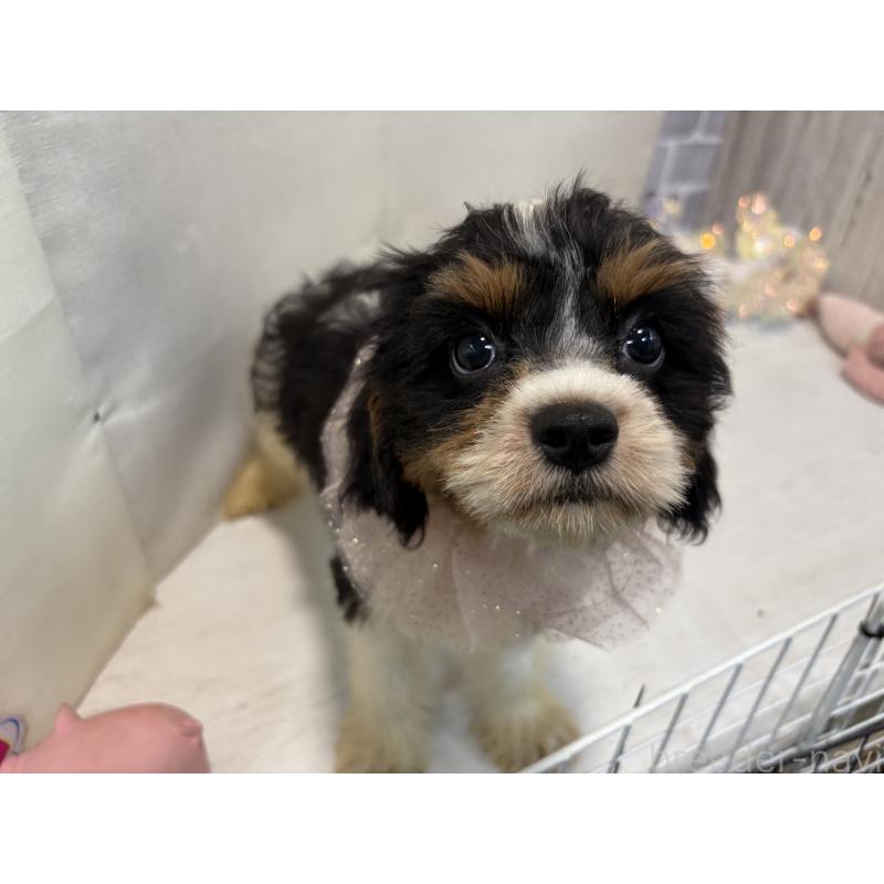 販売中の東京都のキャバプー:キャバリア×トイプードル-420725の5枚目