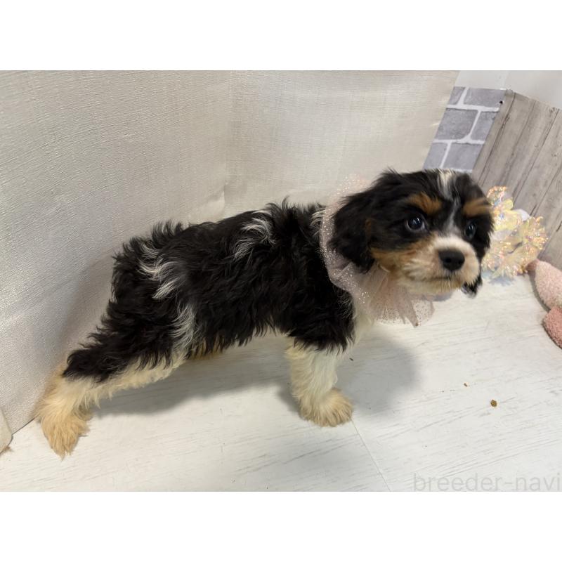 販売中の東京都のキャバプー:キャバリア×トイプードル-420725の4枚目