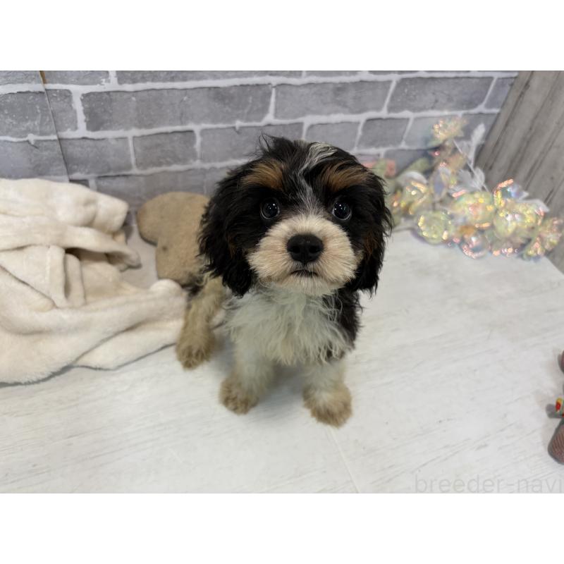 販売中の東京都のキャバリアキングチャールズスパニエル-408773の8枚目