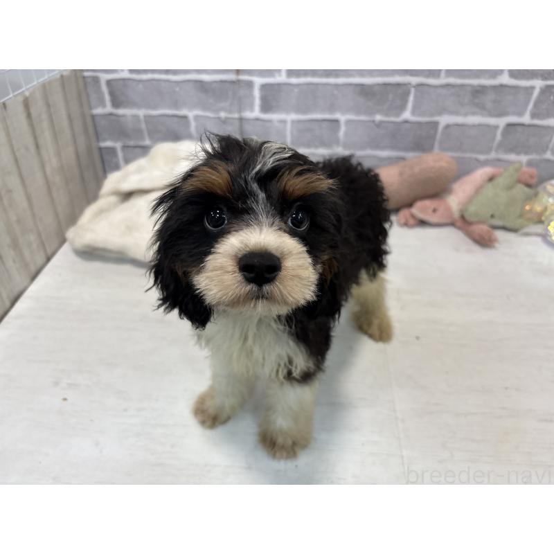 販売中の東京都のキャバリアキングチャールズスパニエル-408773の7枚目