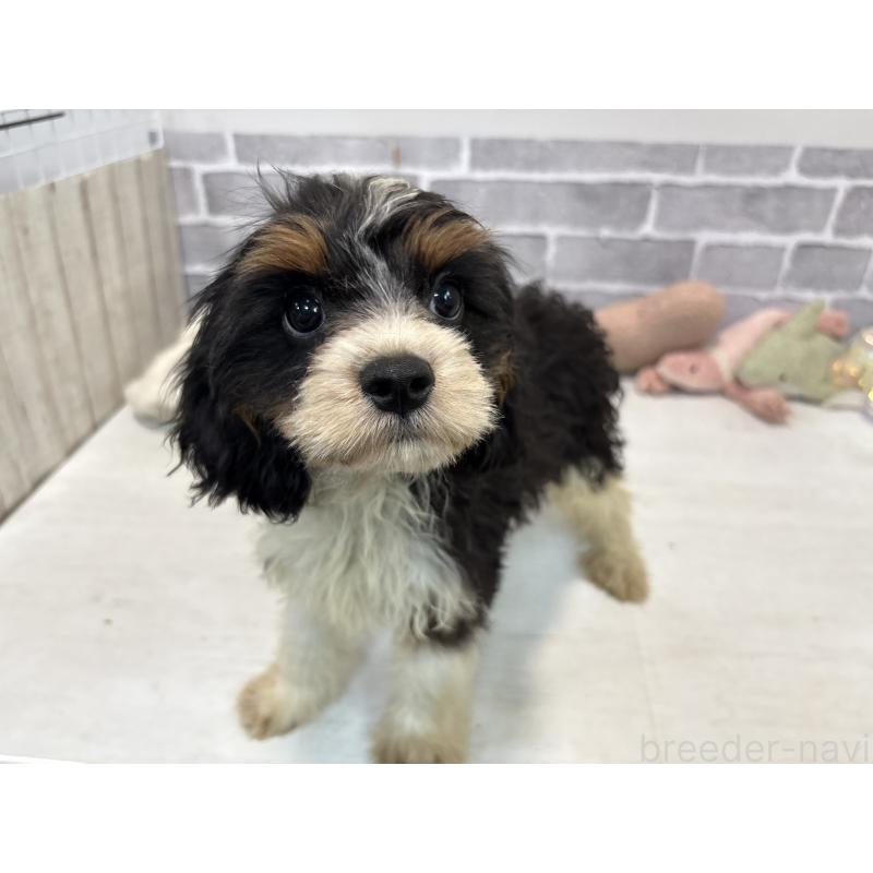 販売中の東京都のキャバリアキングチャールズスパニエル-408773の6枚目