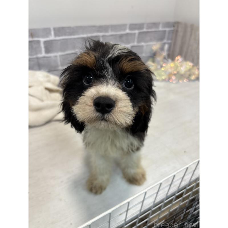 販売中の東京都のキャバリアキングチャールズスパニエル-408773の5枚目