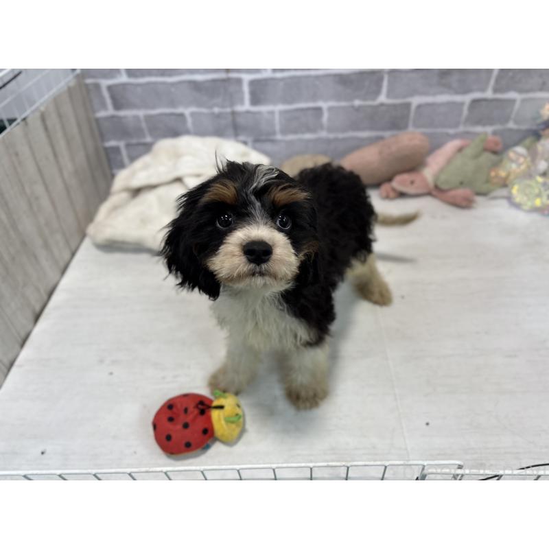 販売中の東京都のキャバリアキングチャールズスパニエル-408773の4枚目