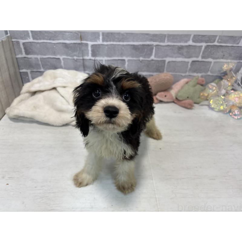 販売中の東京都のキャバリアキングチャールズスパニエル-408773の3枚目