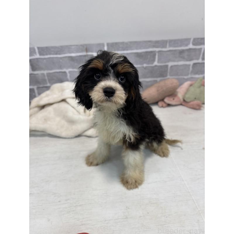 販売中の東京都のキャバリアキングチャールズスパニエル-408773の2枚目