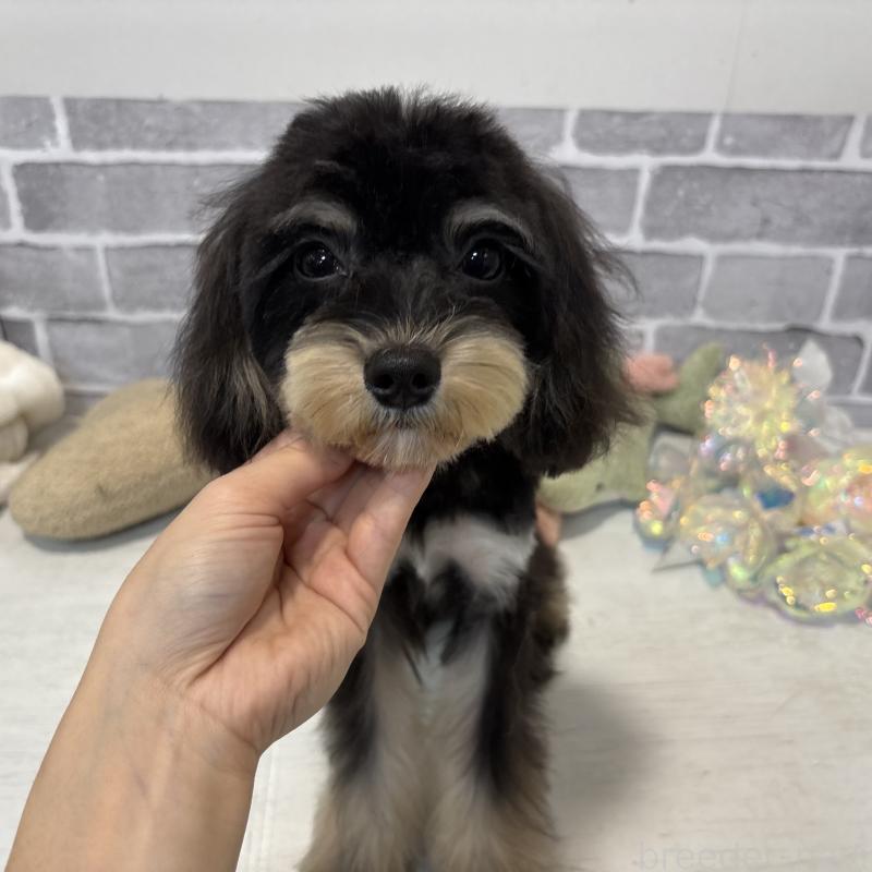 成約済の東京都のキャバプー:キャバリア×トイプードル-386452の5枚目