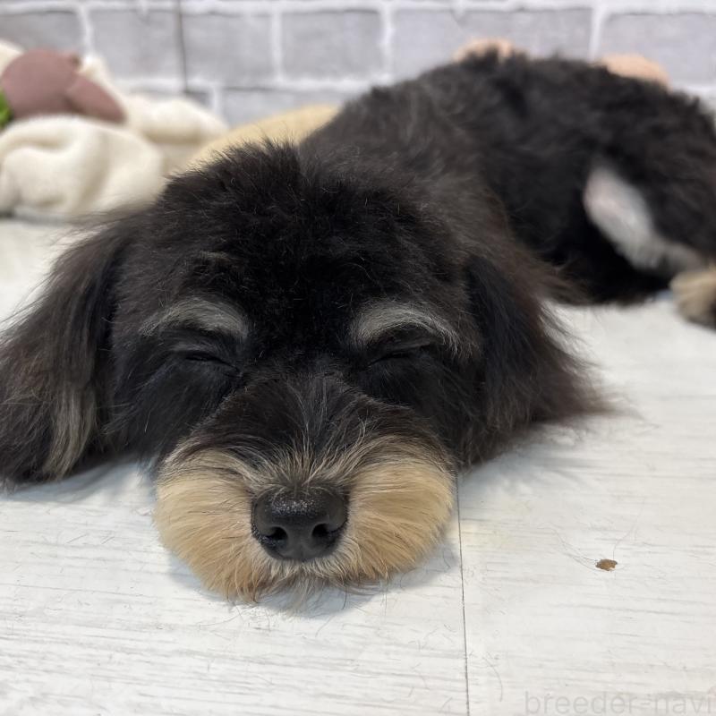 成約済の東京都のキャバプー:キャバリア×トイプードル-386452の4枚目