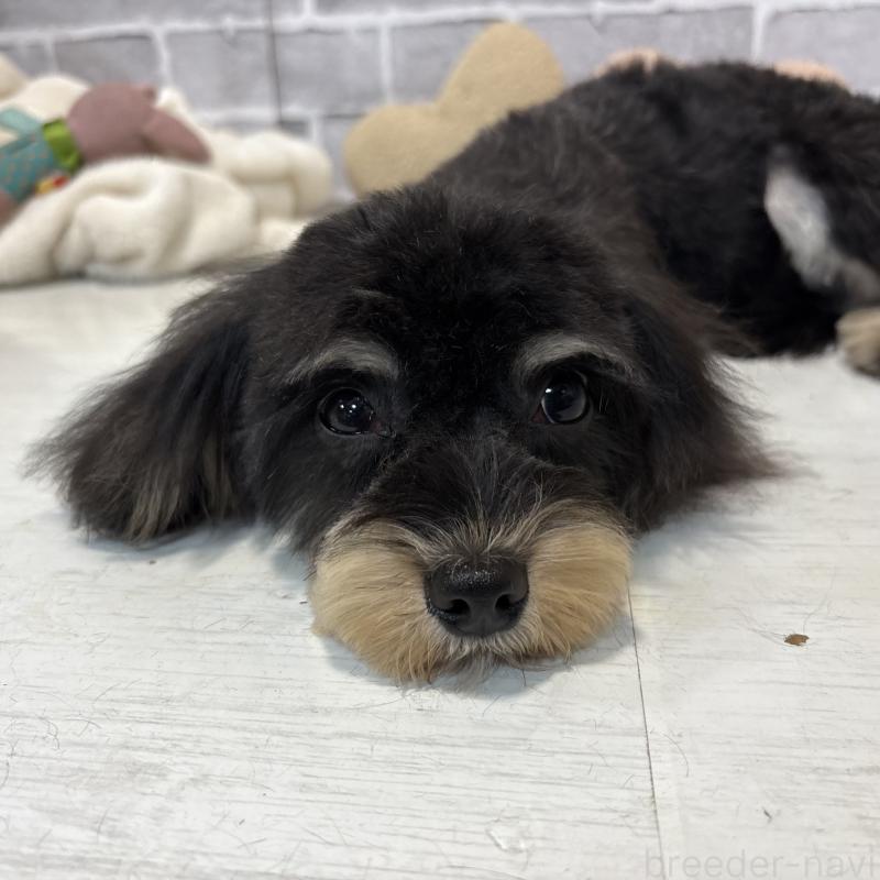 成約済の東京都のキャバプー:キャバリア×トイプードル-386452の3枚目