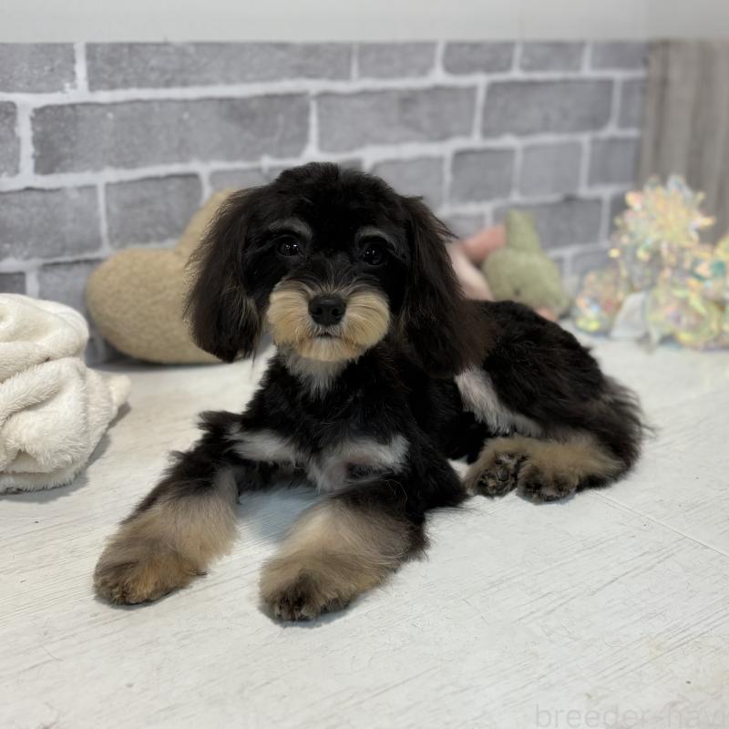 成約済の東京都のキャバプー:キャバリア×トイプードル-386452の2枚目