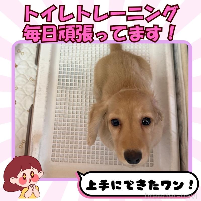 販売中の静岡県のミニチュアダックスフンド(ロングヘアード)-421093の5枚目