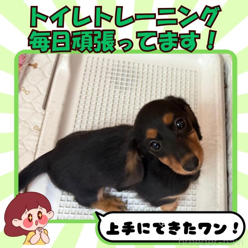 販売中の静岡県のミニチュアダックスフンド(ロングヘアード)-421094の5枚目