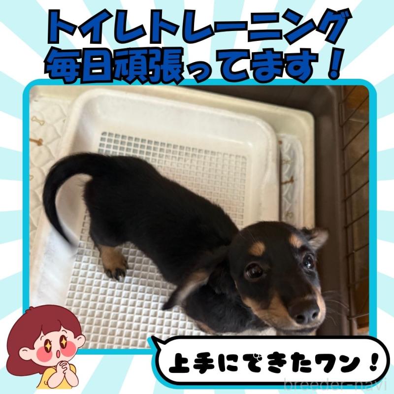 販売中の静岡県のミニチュアダックスフンド(ロングヘアード)-421092の5枚目