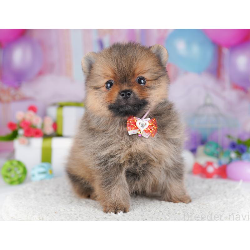 販売中の千葉県のポメラニアン-425624の9枚目