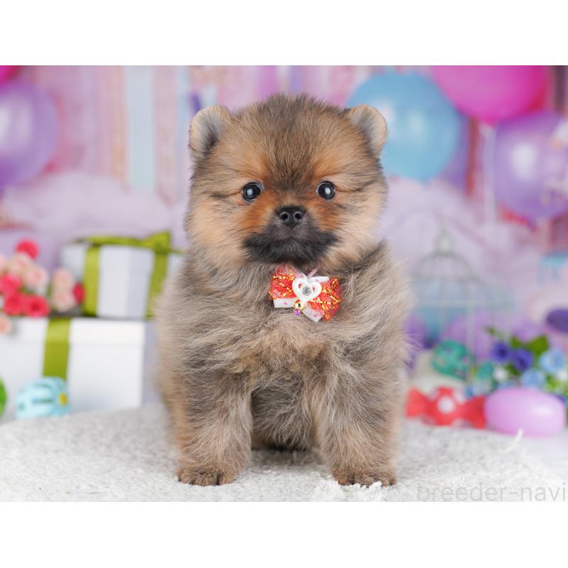 販売中の千葉県のポメラニアン-425624の8枚目