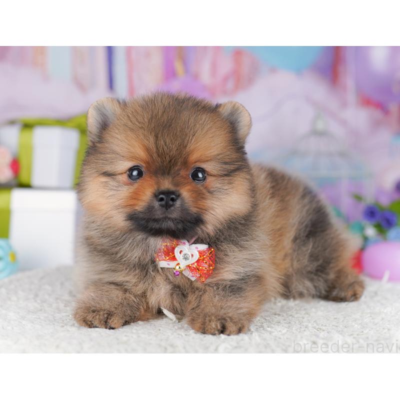 販売中の千葉県のポメラニアン-425624