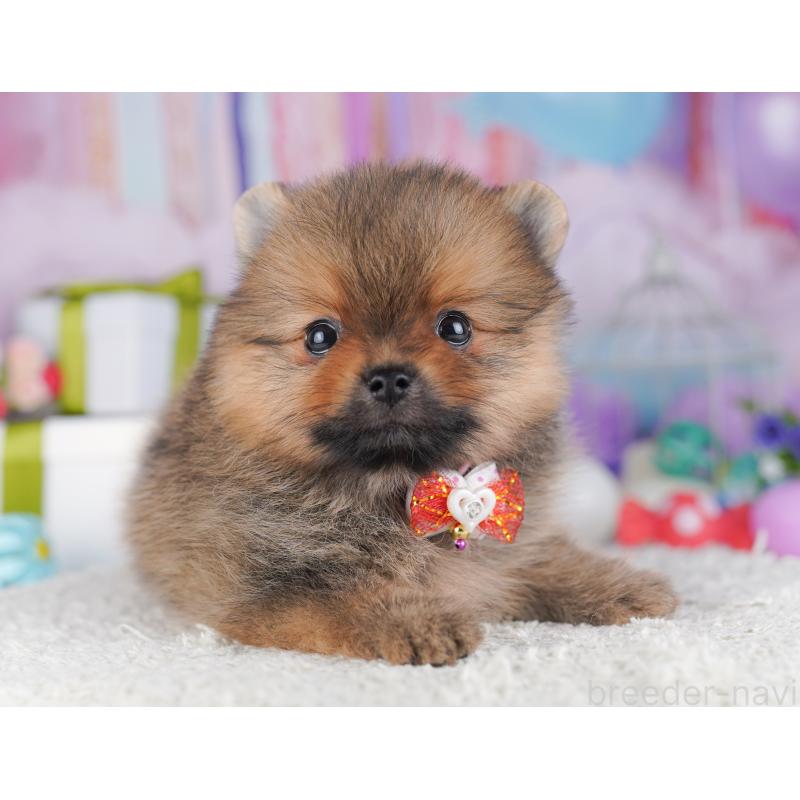 販売中の千葉県のポメラニアン-425624の7枚目