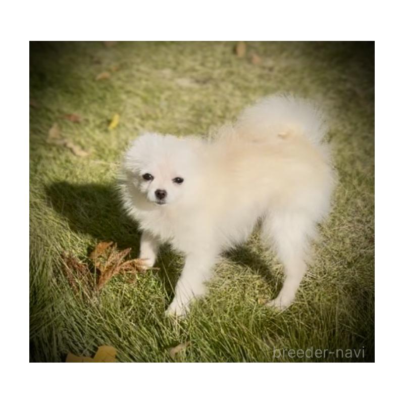販売中の岩手県のポメラニアン-420254の8枚目