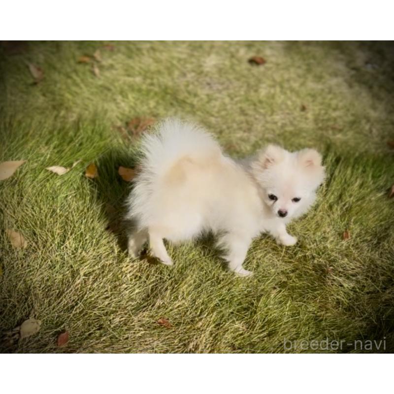 販売中の岩手県のポメラニアン-420254の7枚目