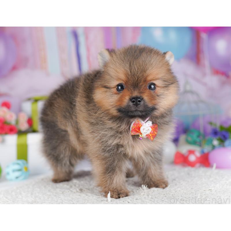 販売中の千葉県のポメラニアン-425624の6枚目