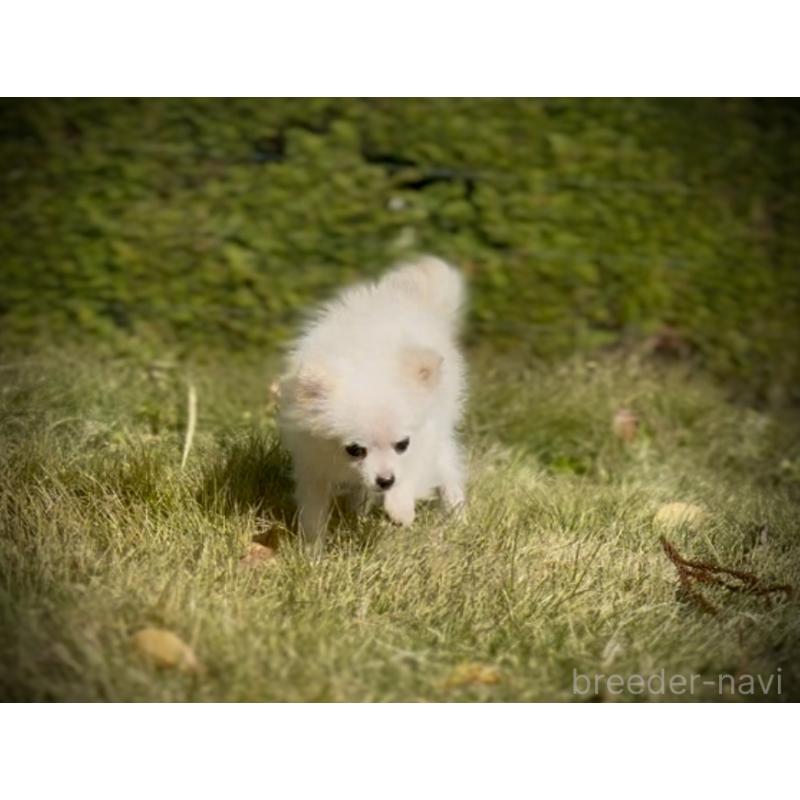 販売中の岩手県のポメラニアン-420254の6枚目