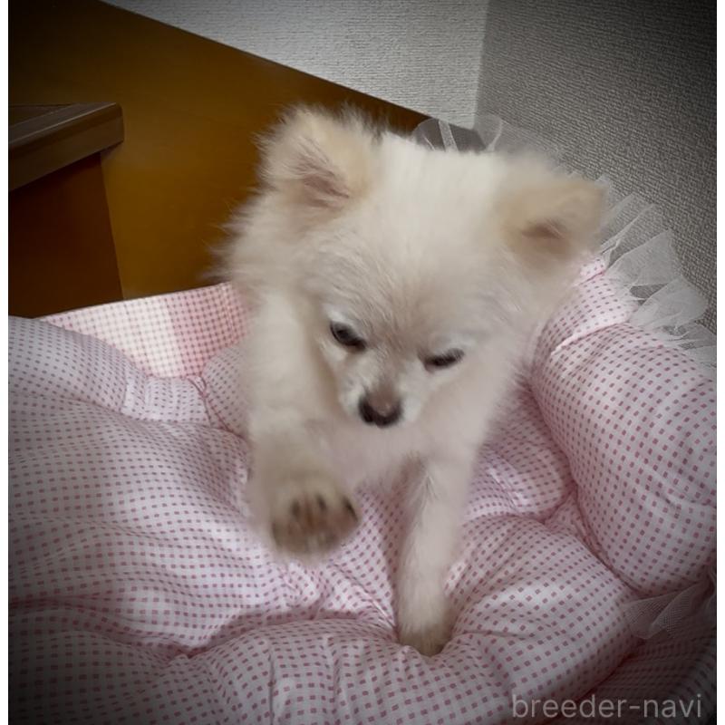 販売中の岩手県のポメラニアン-420254の5枚目