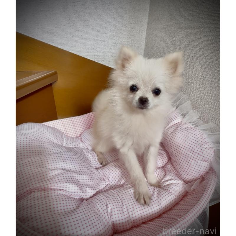販売中の岩手県のポメラニアン-420254の4枚目