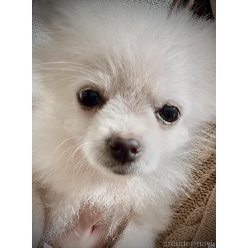 販売中の岩手県のポメラニアン-420254の3枚目