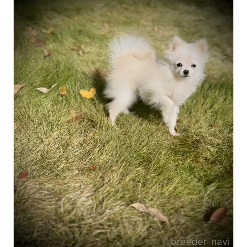 販売中の岩手県のポメラニアン-420254の2枚目