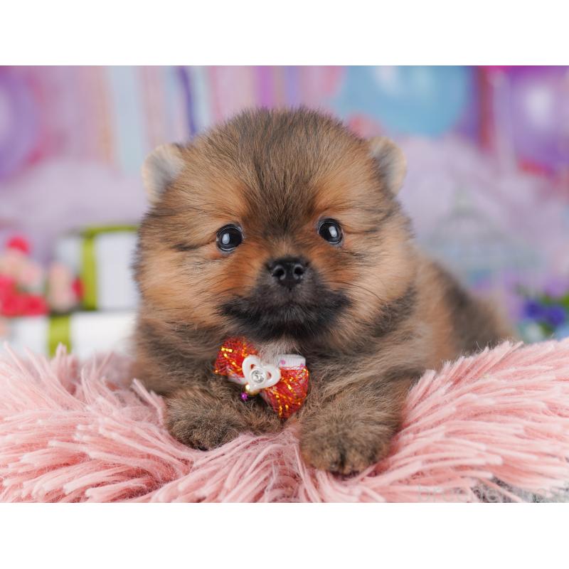 販売中の千葉県のポメラニアン-425624の5枚目