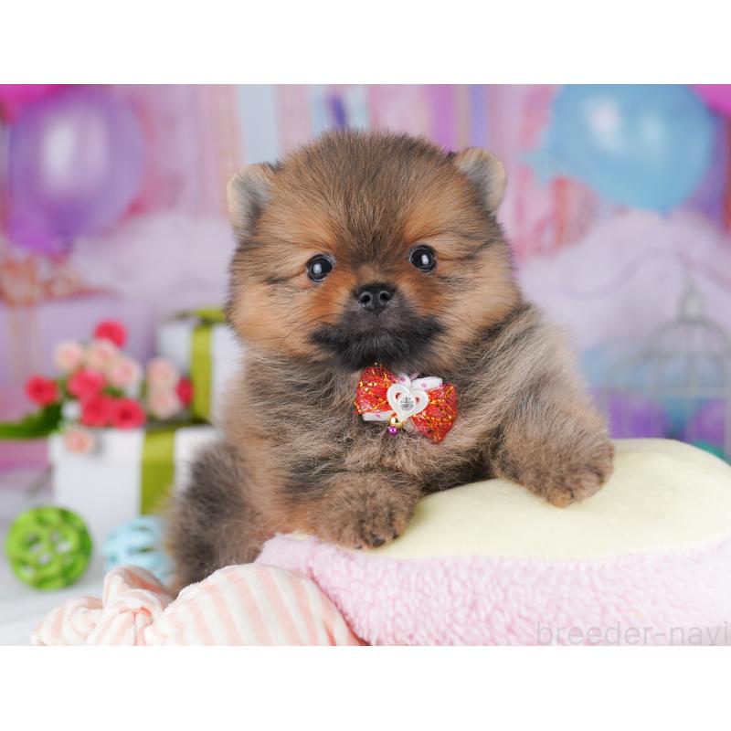 販売中の千葉県のポメラニアン-425624の4枚目