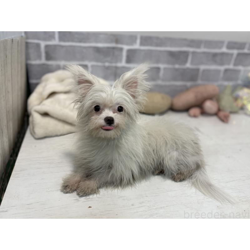 成約済の東京都のチワマル:チワワ×マルチーズ-325899の5枚目