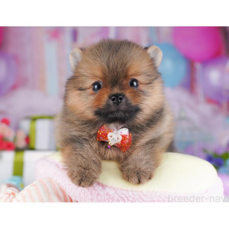 販売中の千葉県のポメラニアン-425624の3枚目