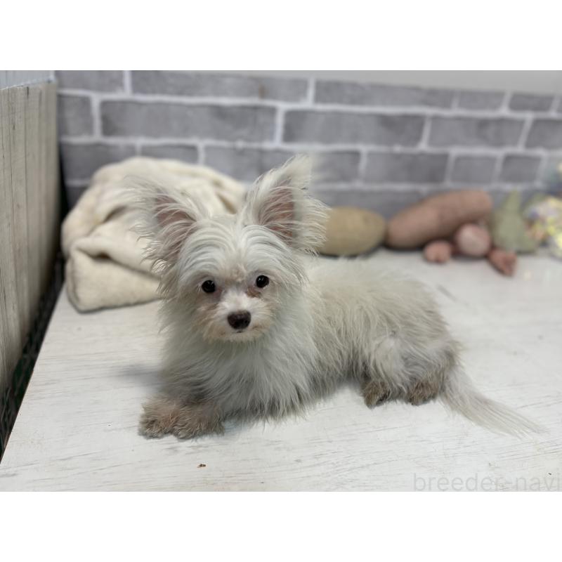 成約済の東京都のチワマル:チワワ×マルチーズ-325899の4枚目