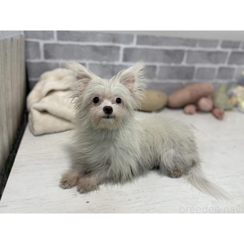 成約済の東京都のチワマル:チワワ×マルチーズ-325899の3枚目