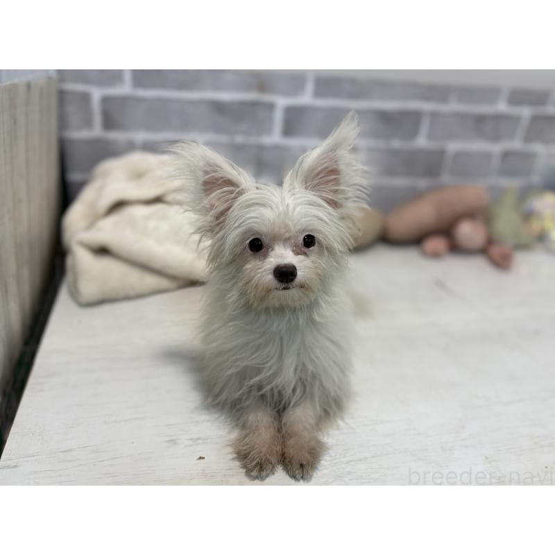 成約済の東京都のチワマル:チワワ×マルチーズ-325899の2枚目