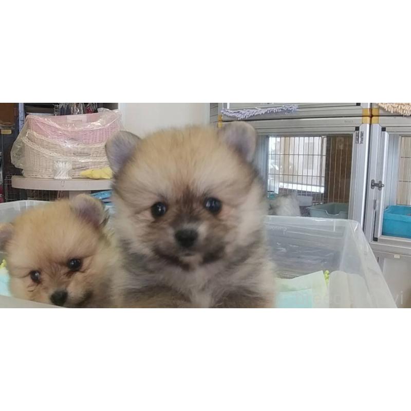 販売中の愛知県のポメラニアン-425625の2枚目