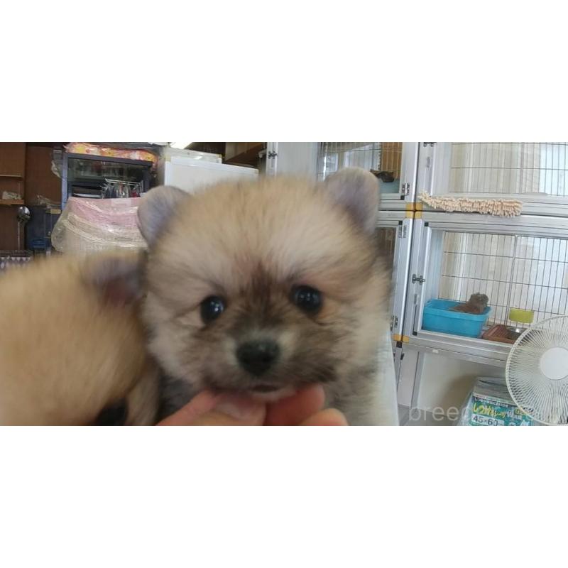 販売中の愛知県のポメラニアン-425625の1枚目