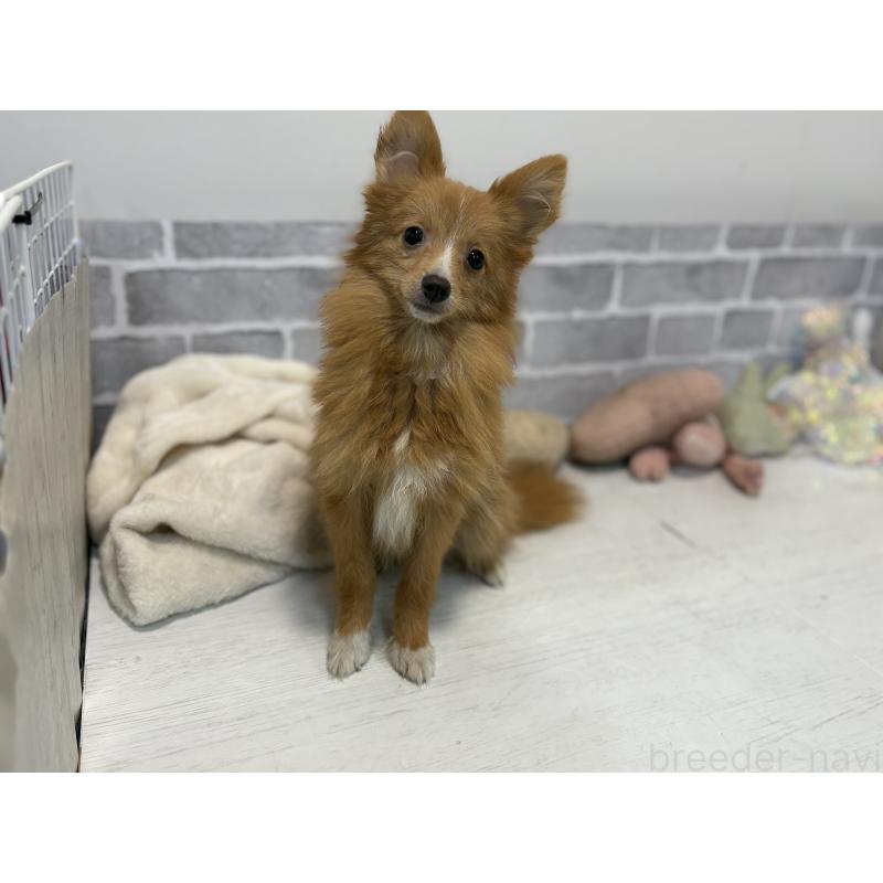 販売中の東京都のミックス犬-394129の8枚目