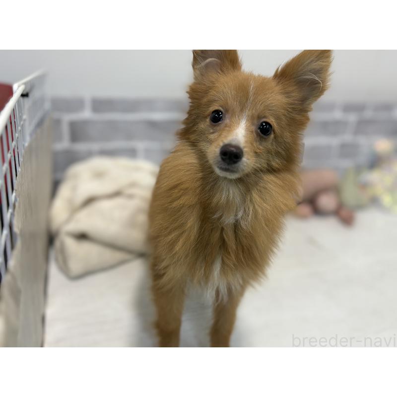 販売中の東京都のミックス犬-394129の7枚目