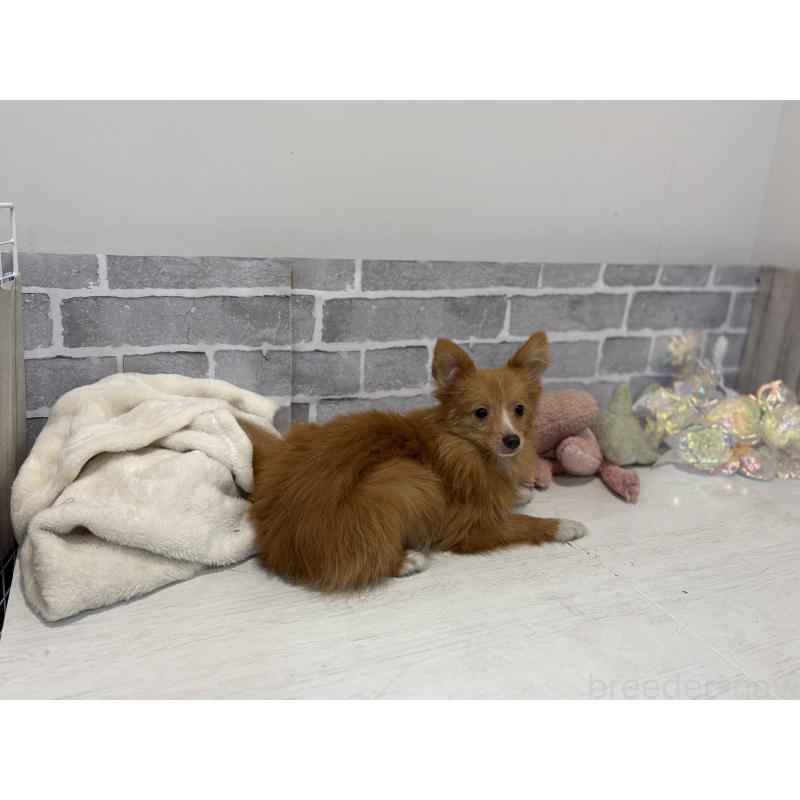 販売中の東京都のミックス犬-394129の6枚目