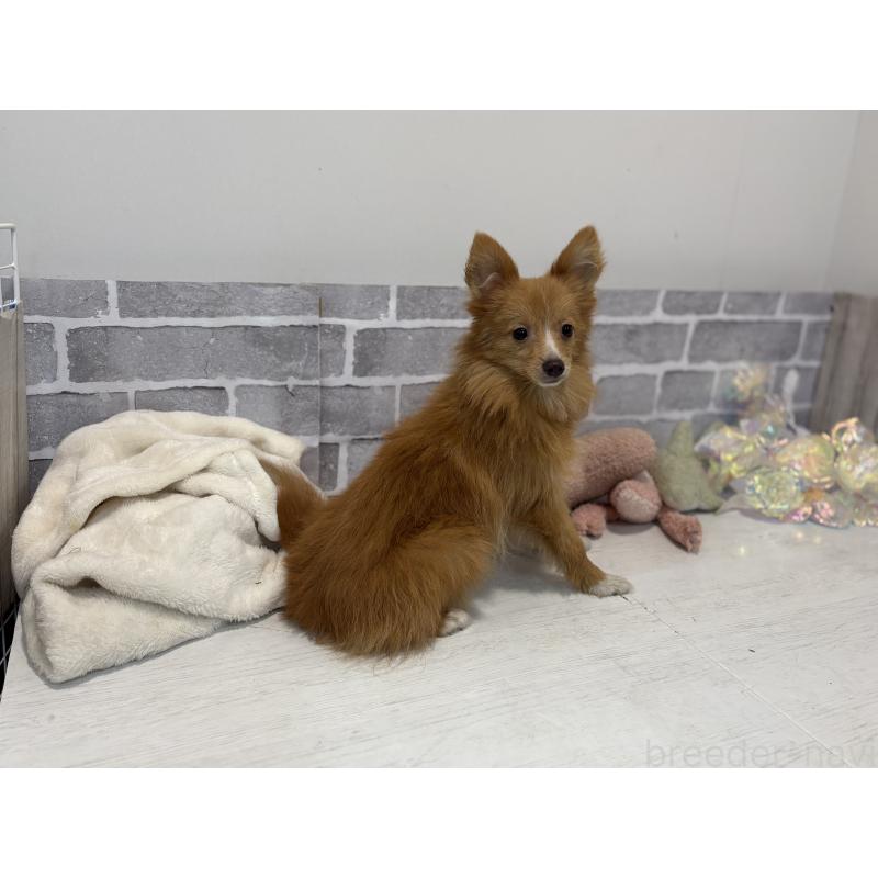 販売中の東京都のミックス犬-394129の5枚目