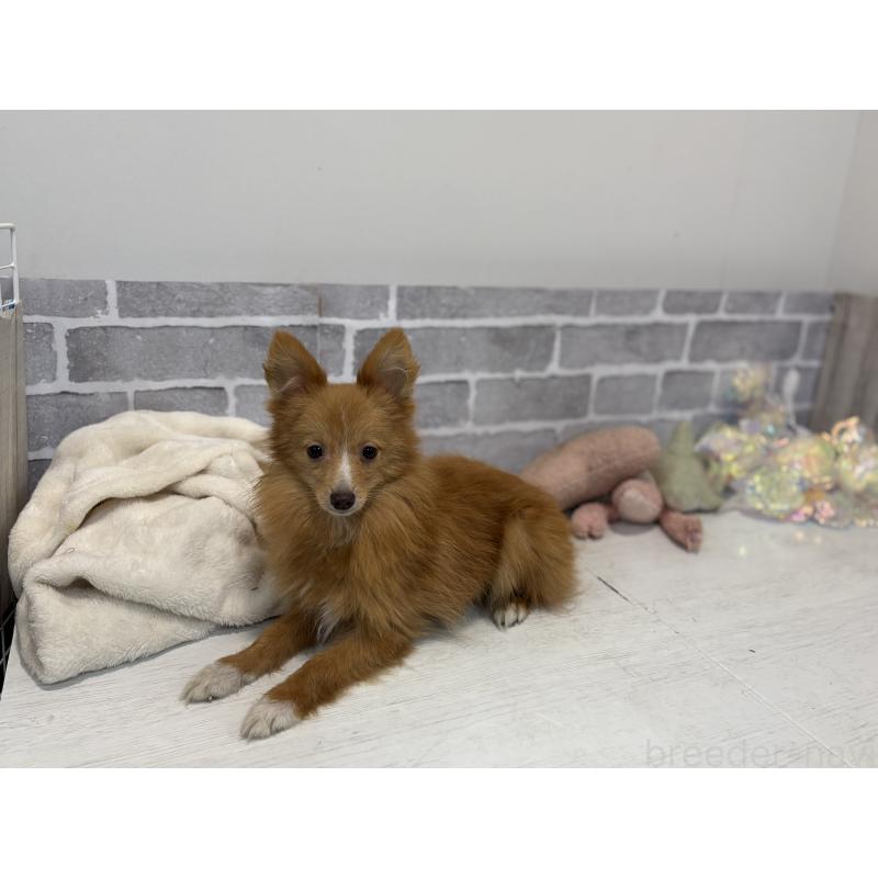 販売中の東京都のミックス犬-394129の4枚目