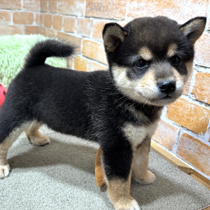 販売中の奈良県の豆柴-425626の1枚目