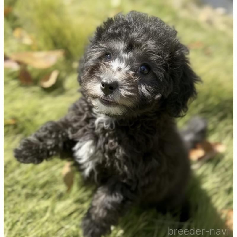 販売中の岩手県のタイニープードル-425629の7枚目