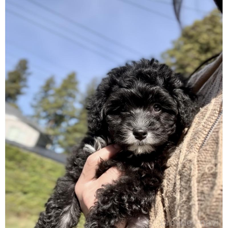 販売中の岩手県のタイニープードル-425629の6枚目