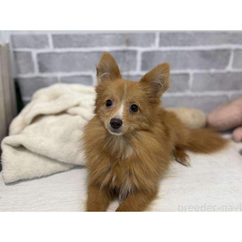 販売中の東京都のミックス犬-394129の3枚目