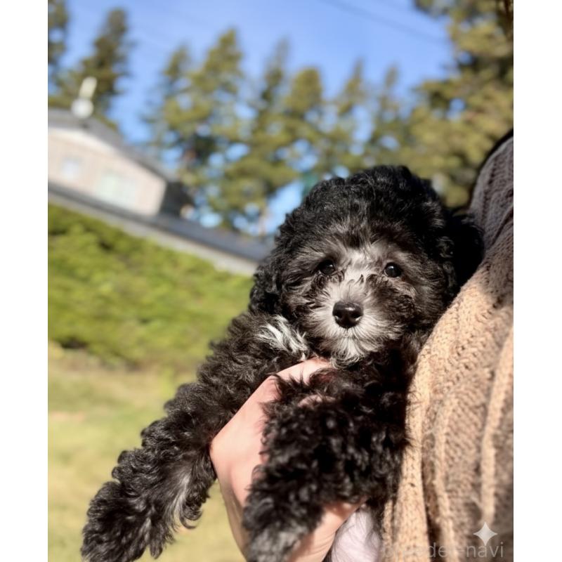 販売中の岩手県のタイニープードル-425629の5枚目