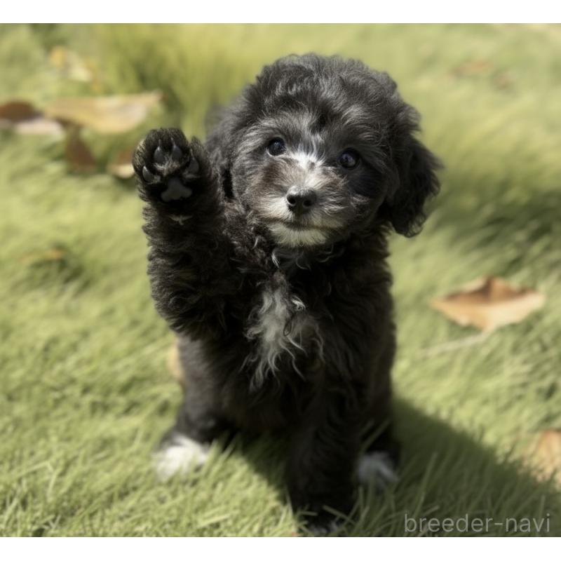 販売中の岩手県のタイニープードル-425629の4枚目