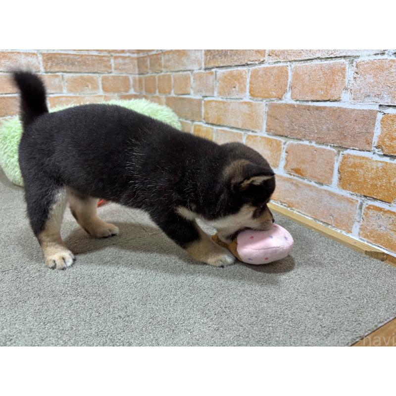 販売中の奈良県の豆柴-425626の6枚目